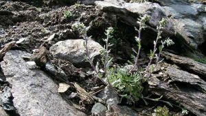 Genepì: il Piemonte mette in commercio il liquore certificato