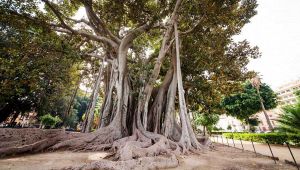 L'orto botanico di Palermo è il giardino più tropicale d'Europa