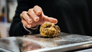 Il Tartufo Bianco d'Alba conquista gli Usa