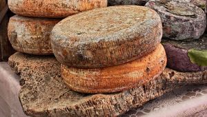 pecorino