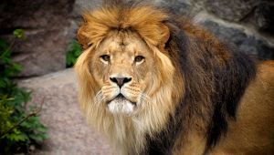 Leone