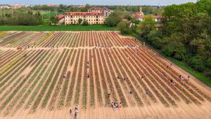 Chiuso per Coronavirus: Tulipani Italiani ad Arese ora è virtuale