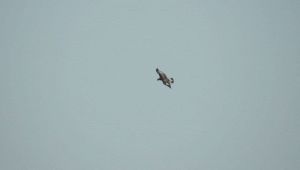 Milano, nel cielo spunta un'aquila reale: l'insolita apparizione