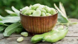 Le fave: c'è una leggenda dietro questa eccellenza primaverile