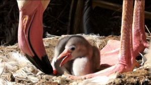 Al Parco Le Cornelle di Valbrembo è nato un baby fenicottero rosa