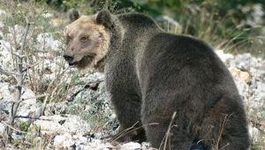 L'Orso M49 catturato sulle montagne del Trentino: la sua storia