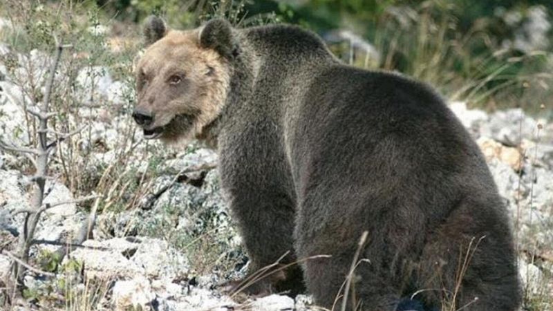 L'Orso M49 catturato sulle montagne del Trentino: la sua storia