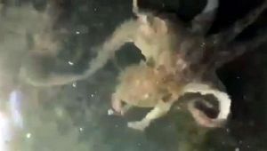 Effetto Coronavirus, a Venezia spunta anche un maxi polpo