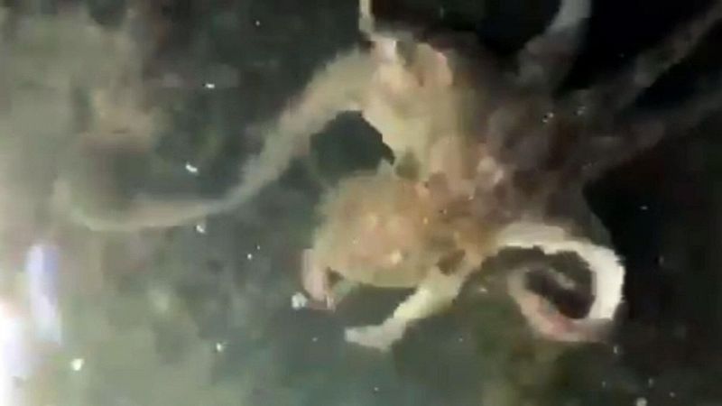 Effetto Coronavirus, a Venezia spunta anche un maxi polpo