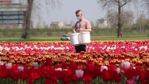 Coronavirus, i Tulipani Italiani per cimiteri e case di riposo