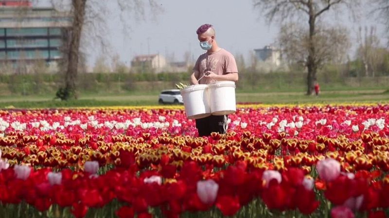 Coronavirus, i Tulipani Italiani per cimiteri e case di riposo