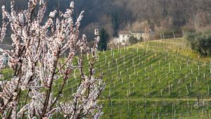 Coronavirus, zero contagi nel paese del Prosecco