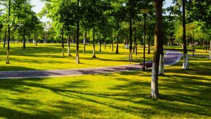 Emilia Romagna "corridoio verde" d'Italia: un albero per abitante