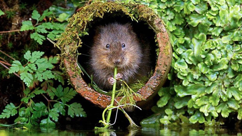 Sorpresa sul fiume Sarno: spunta un nuovo mammifero