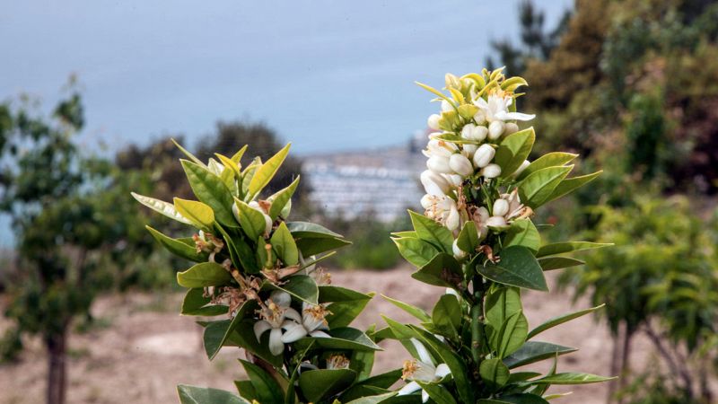 I Presidi Slow Food sulle coste d'Italia, regione per regione