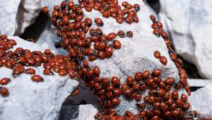 In Puglia è invasione di coccinelle