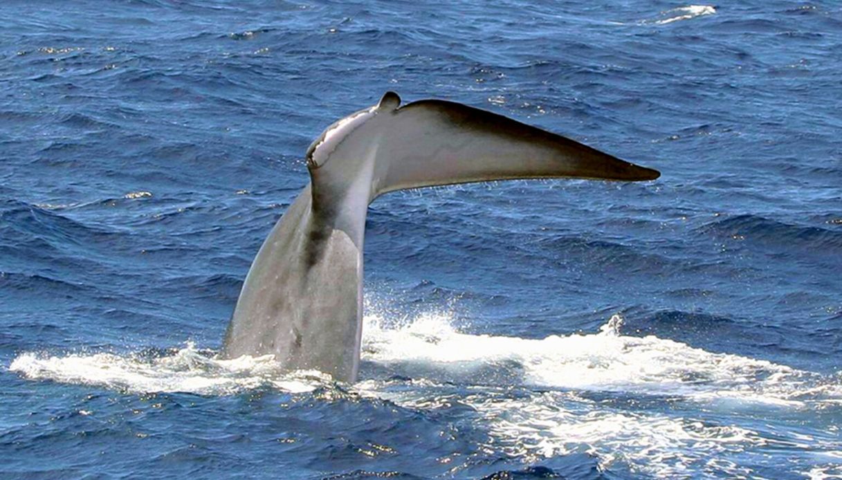 Codamozza, avvistata a Catania la balena senza coda