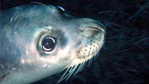 Foca monaca