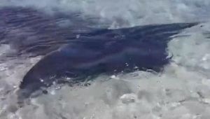 Stintino, avvistata una manta di 2 metri