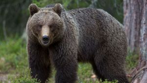 Trentino, incontro ravvicinato con un orso: padre e figlio feriti