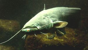 Sul Lago di Como è stato pescato un enorme pesce siluro