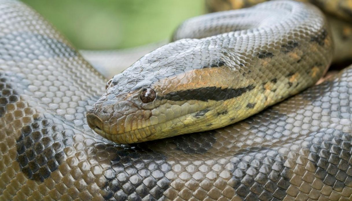 "Giallo" anaconda a Roccasecca dei Volsci: scatta l'allarme