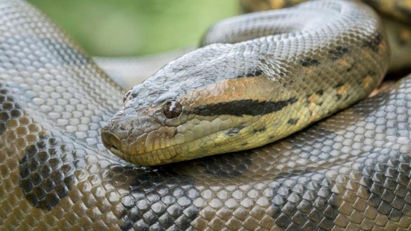 "Giallo" anaconda a Roccasecca dei Volsci: scatta l'allarme