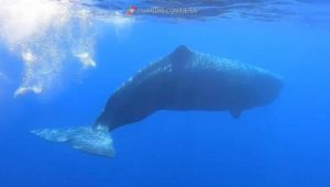 Branco di capodogli avvistato a Lipari: le immagini spettacolari