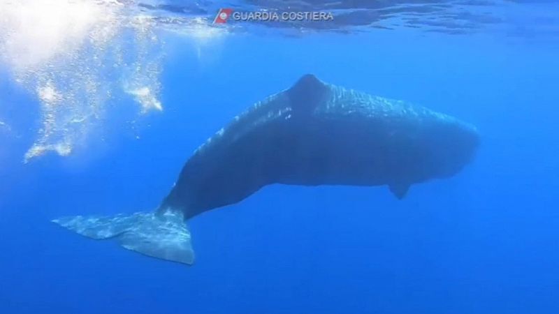 Branco di capodogli avvistato a Lipari: le immagini spettacolari