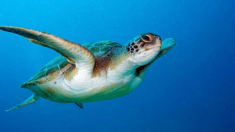 Salento, Tartaruga Caretta Caretta depone le uova tra i bagnanti