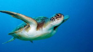 Salento, Tartaruga Caretta Caretta depone le uova tra i bagnanti