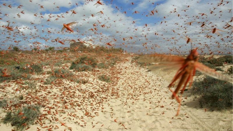 Emergenza cavallette in Sardegna: chiesto lo stato di calamità