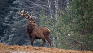 Troppi cervi a Belluno: ok all'abbattimento di oltre 3000 animali