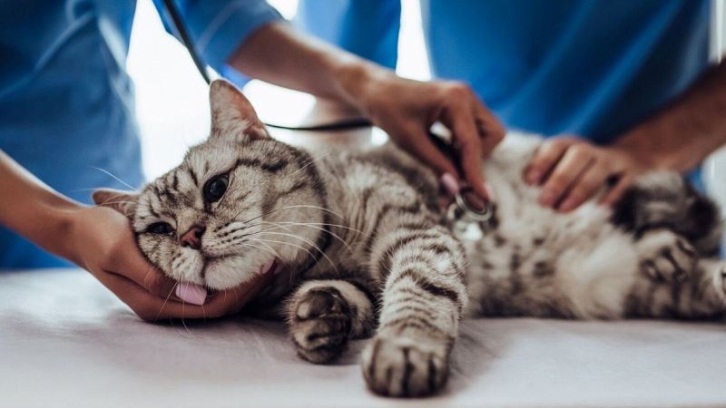 Arezzo, dopo il caso Lyssavirus scattano i controlli sui gatti