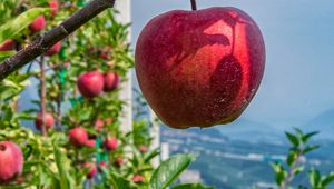 Le "Mele del Trentino" sono la nuova IGP italiana