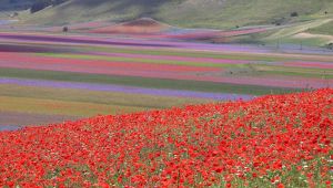 Fioritura 2020 a Castelluccio di Norcia