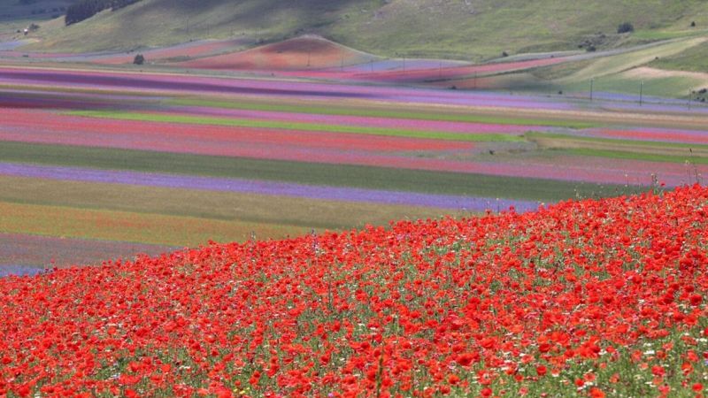 Fioritura 2020 a Castelluccio di Norcia