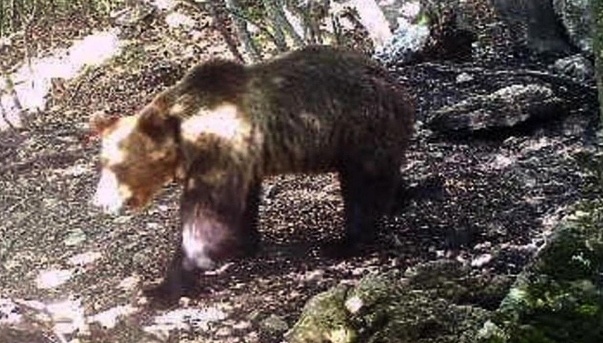 Trentino, l'orso M49 è fuggito di nuovo dal recinto del Casteller