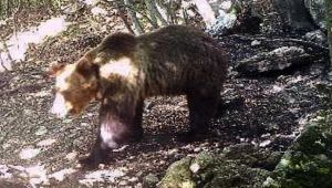 Trentino, l'orso M49 è fuggito di nuovo dal recinto del Casteller
