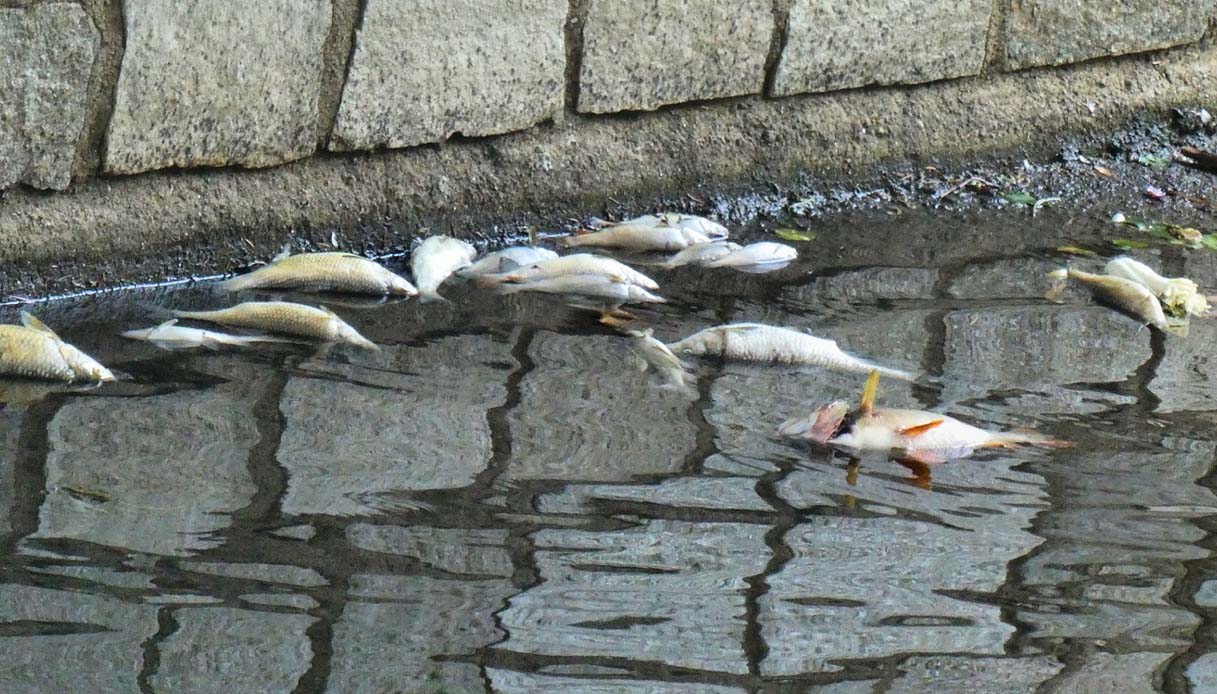 Misteriosa strage di pesci: cosa sta succedendo al fiume Olona?