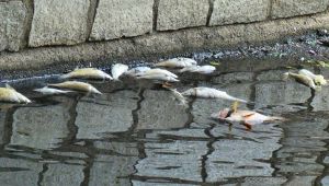 Misteriosa strage di pesci: cosa sta succedendo al fiume Olona?