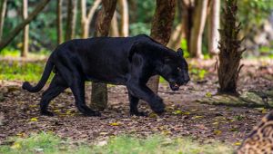 Allarme pantera in Italia