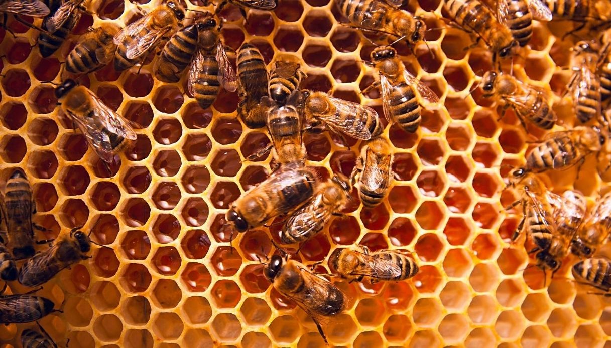 Mistero in Lombardia: 4 milioni di api morte in 2 giorni. Allarme