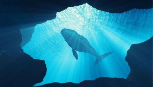 Digital Whales, come incontrare una balena a Milano