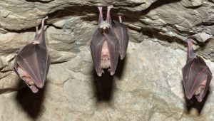 Savona, notti in grotta per studiare i pipistrelli: la storia