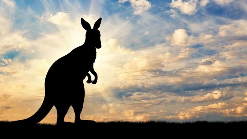 Il mistero del canguro avvistato in Italia