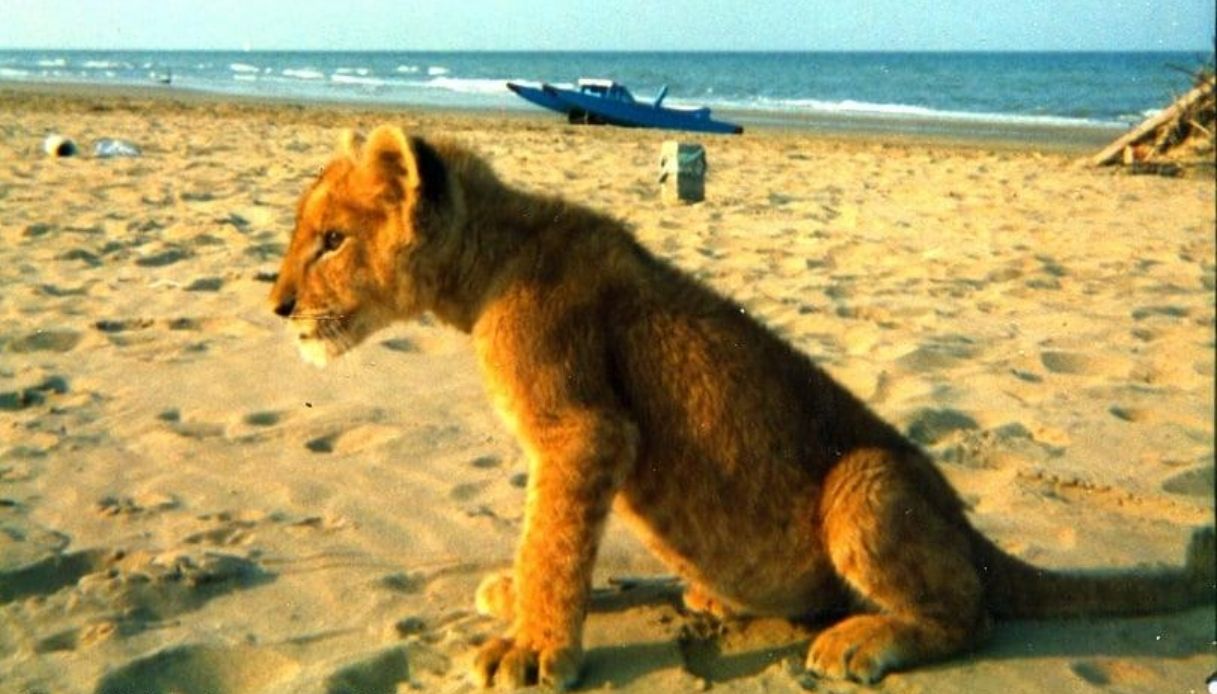 Che ci fa un leone sulla spiaggia di Rimini? La storia di Cleo