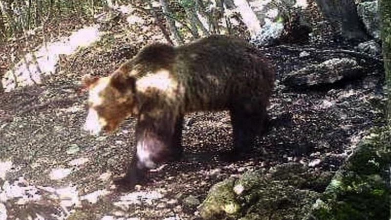 Trento, l'orso M49 non ha più il collare che serviva a tracciarlo
