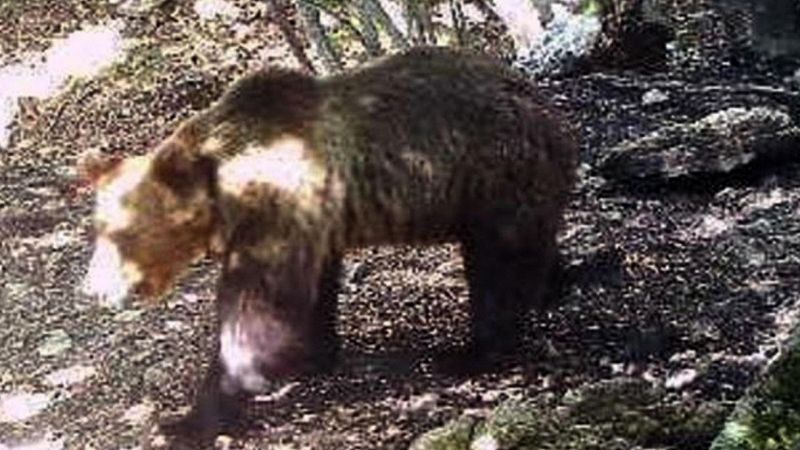 Orso M49, primo attacco dopo la fuga: è in Val di Fiemme