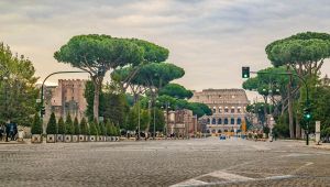 A Roma scatta l'allarme "cocciniglia tartaruga"